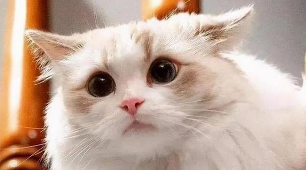 猫咪突然散发一股很浓的味道-图1