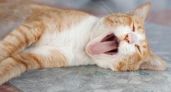 猫咪玩几分钟就喘气正常吗-图1