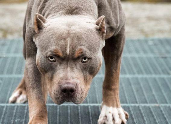 比特犬咬死藏獒真相-1