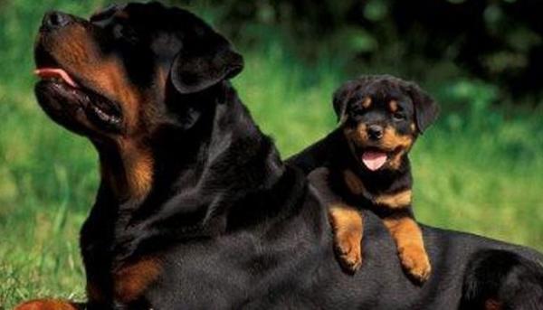 罗威纳犬打架-图1
