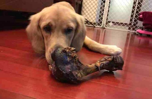 两个月幼犬吃什么零食-图1