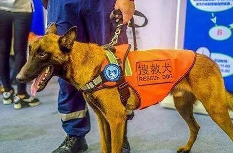 为什么狗狗可以救人成功-图1