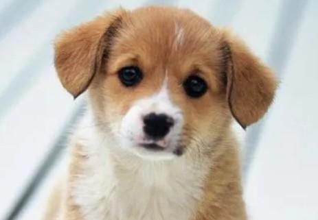 狗狗糖尿病一定要打胰岛素吗-图1