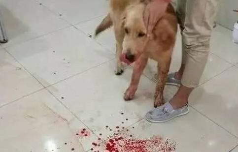 母狗狗尿血是怎么回事？-1