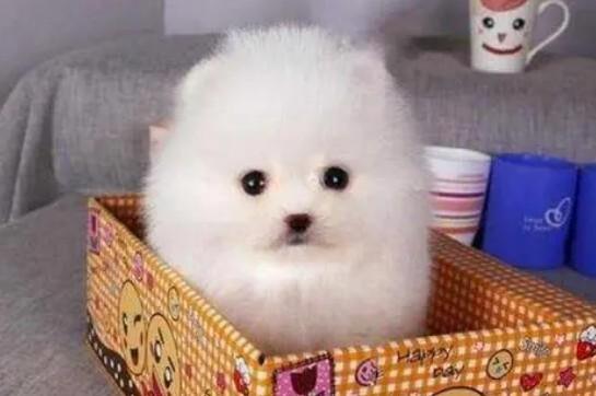 茶杯犬好养吗-图1