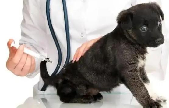 预防狗狗得细小和犬瘟打什么针好-图1