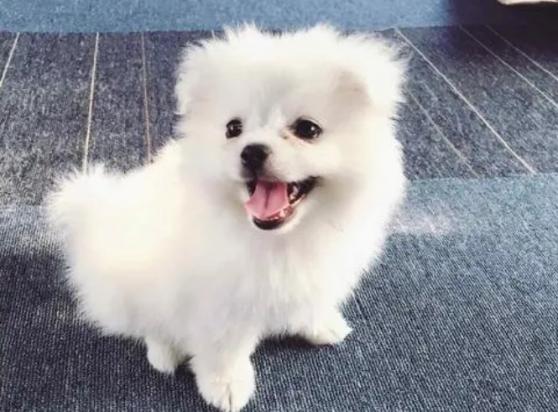 宁当富人的狗不当穷人家的人