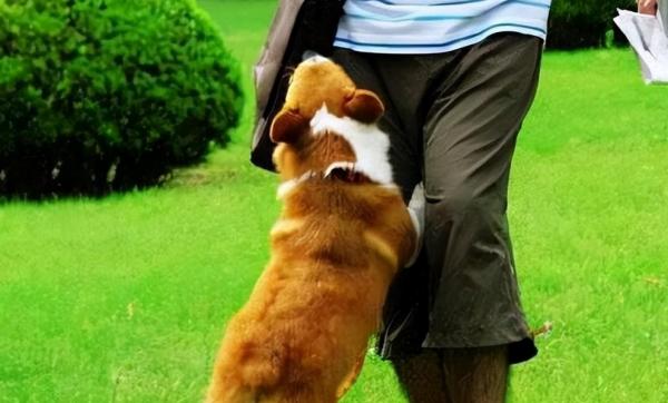 狗狗闻裤裆是什么原因