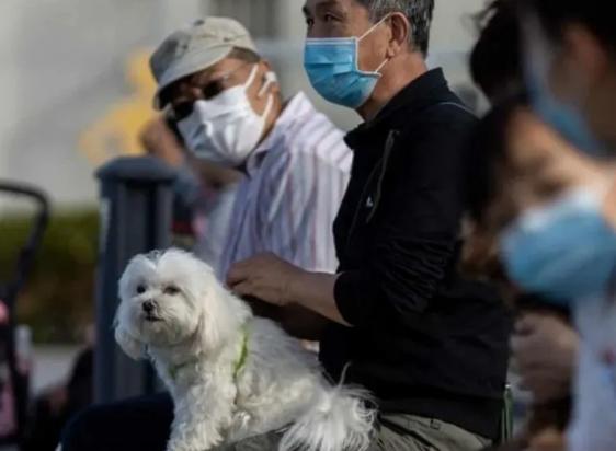 狗狗得了新冠是什么症状-图1
