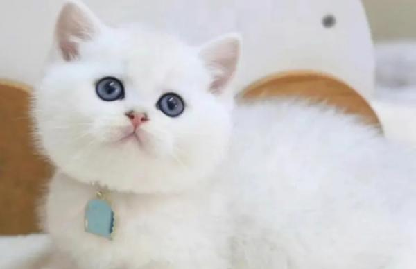 100元以内宠物猫-图1