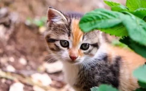 猫咪为什么喜欢舔胳肢窝-图1