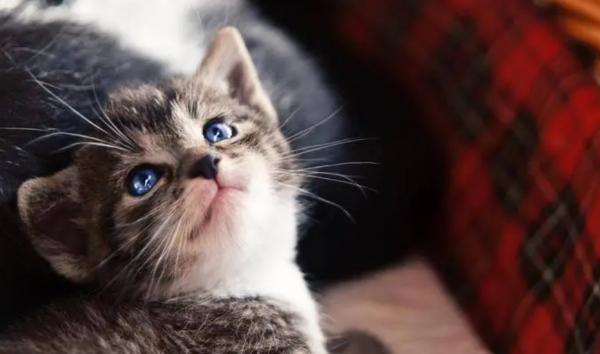 猫咪为什么喜欢歪着头看人