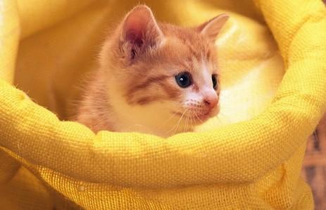 猫咪为什么喜欢踩枕头