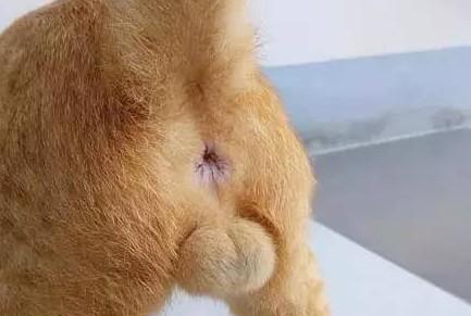 3个月公猫蛋蛋长啥样-图1