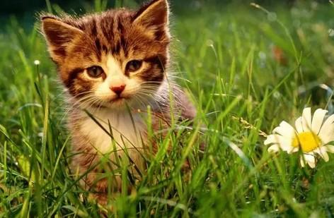 猫咪为什么晚上一直敲门-图1