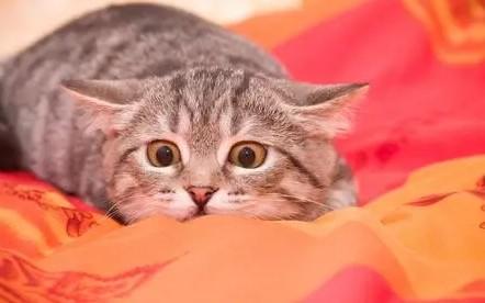 猫咪为什么闻着闻着就咬我-图1