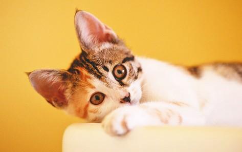 NPIA猫比赛含金量-图1