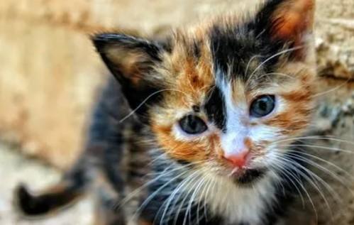 猫咪为什么喜欢把头翻过来睡-图1