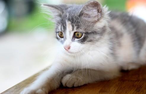 猫咪为什么舔你还要咬一口-1