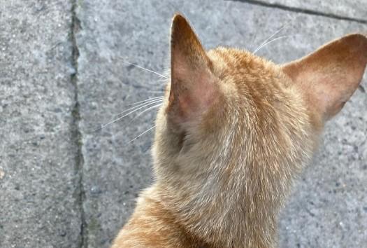 猫是什么转世投胎的