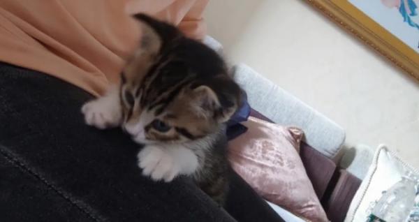 1个月的小猫怎么喂养-图1