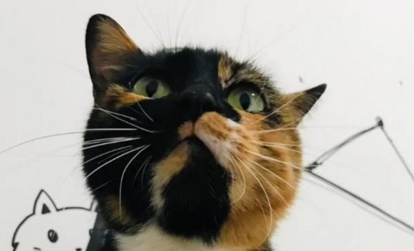 猫死后7天内灵魂-图1