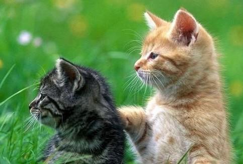 猫投胎的人什么命-图1