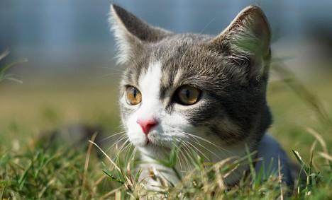 猫舔嘴巴有嘎啦嘎啦的声音-图1