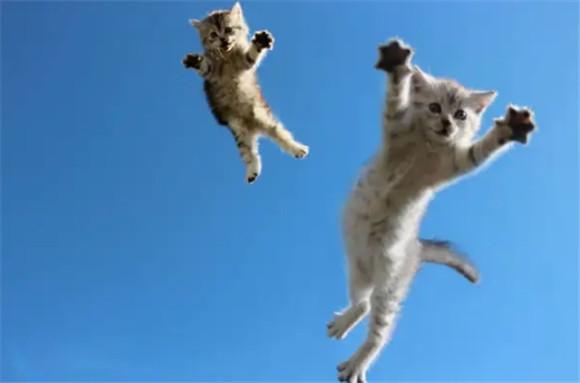 猫跳棺材有什么预兆-图1