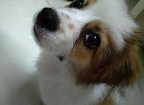 狗狗眼睛容易生病么为什么呢