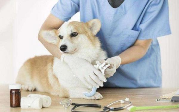 狗冠状病毒阳性要紧吗