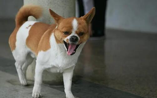 狗八岁了还有必要做绝育吗