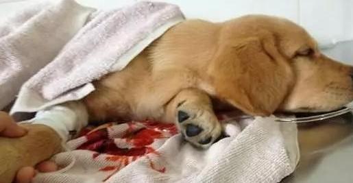 狗狗死后为什么会流血-图1