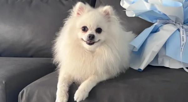 对儿童最好的小型犬-图1