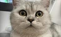 猫咪生产前三天-图1