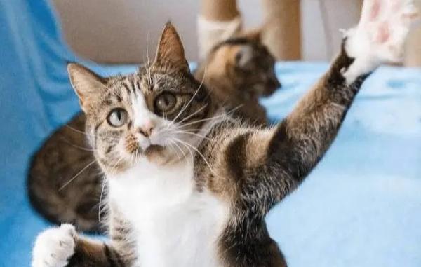 猫咪伸手摸你脸代表什么-图1