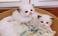 猫咪生产后吃什么奶水会多-图1