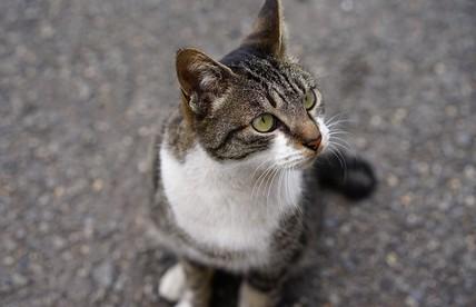 猫咪为什么那么喜欢小鱼干-图1