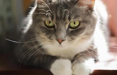 猫咪身上有蜱虫怎么办-图1