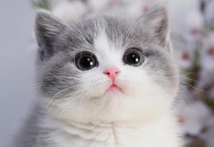 猫咪玩逗猫棒突然抽搐-图1