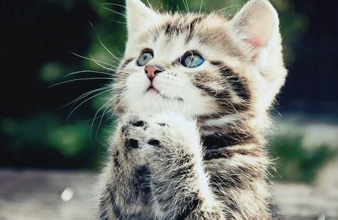 猫咪为啥怎么打都没记性-图1