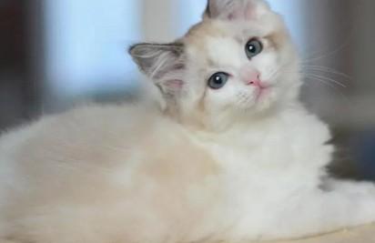 猫咪为什么老是舔被子-图1