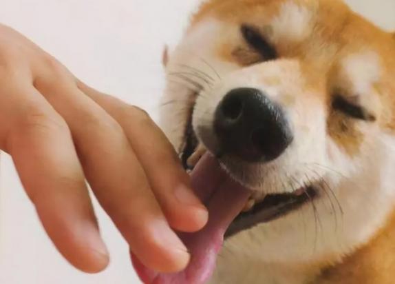 狗狗舔主人有什么原因