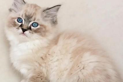猫咪为什么突然在家里乱拉屎-图1