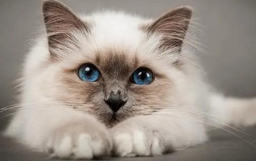 猫咪为什么会突然咬主人一口-图1