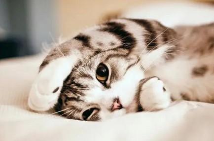 猫咪玩耍侧着身子跑-图1