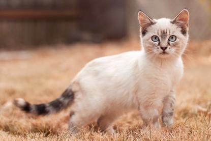 猫咪尾巴长长大个吗