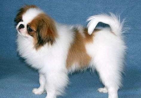 狗狗品种小型犬-图1