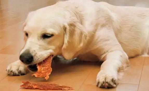 狗狗吃怀旧零食会死吗为什么呢