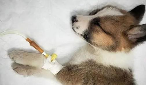 犬瘟热传染人吗-图1
